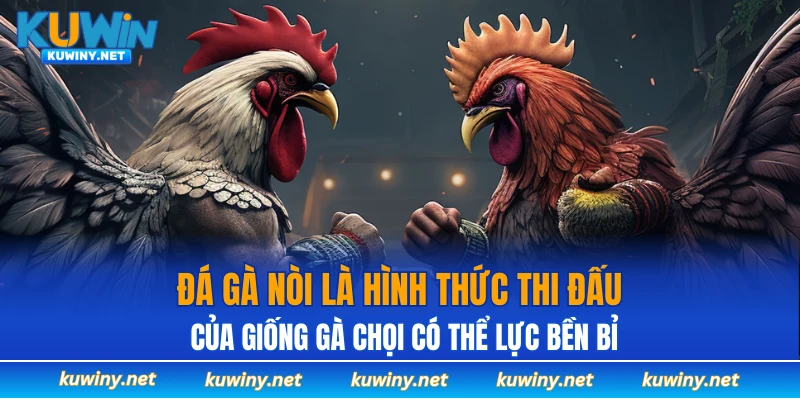 Đá gà nòi là hình thức thi đấu của giống gà chọi có thể lực bền bỉ
